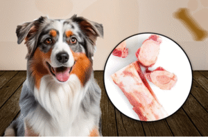 BARF Diet for Dogs – Cornwall Raw Feeding Made Simple